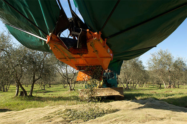 Raccolta delle olive